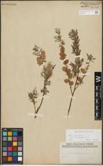 Foto von Salix repens subsp. incubacea (L.) A. Neumann